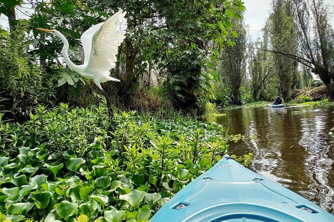 Xochimilco Canals by Kayak - Who Will Benefit Most