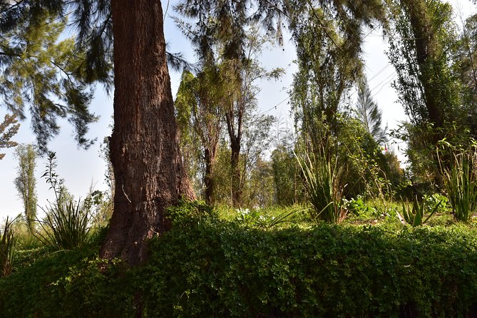 Xochimilco & Coyoacán Private Tour - Booking Confirmation