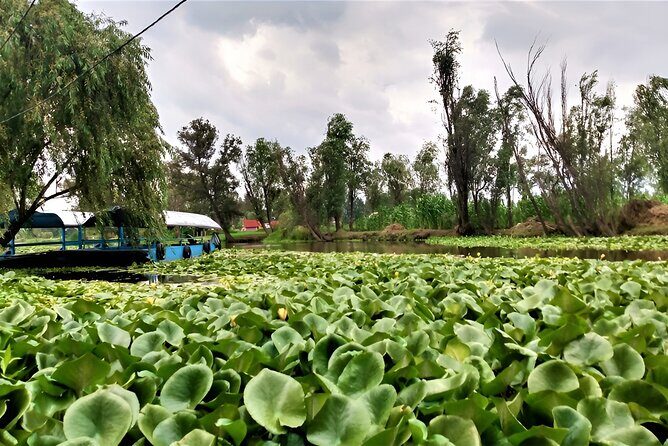 Xochimilco Day Trip Know a Farmland Food and Hop on a Trajinera - Key Points