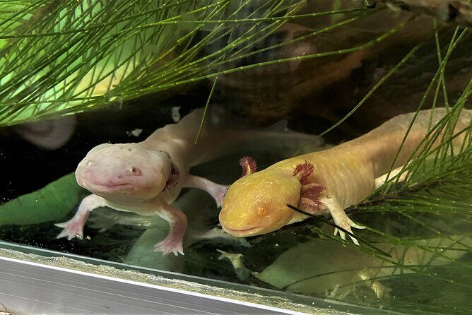 Xochimilco Day Trip Know a Farmland Food and Hop on a Trajinera - Final Thoughts