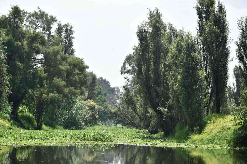 Xochimilco Serene: A Calm Cultural Escape from the Crowds - Who Should Book This Tour?