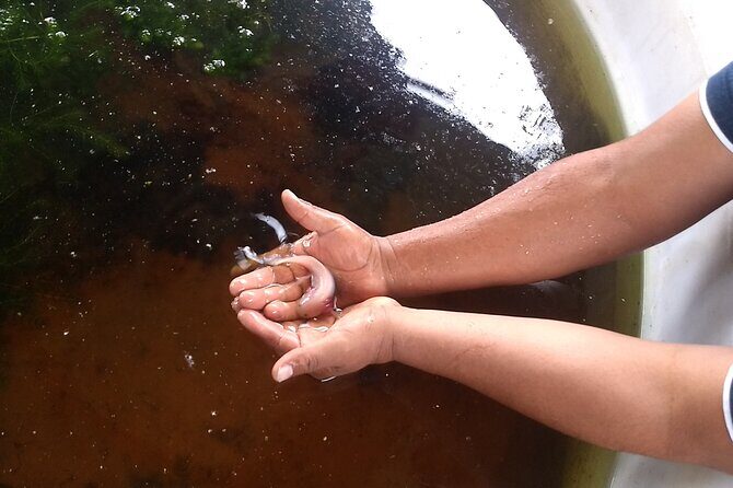 Xochimilco Sunrise Kayak Ajolote - Traveler Reviews and Feedback