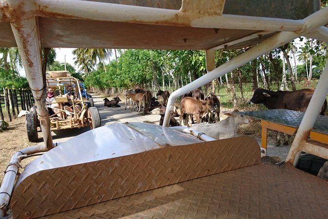 Xtreme Buggy 4 hours Dune Buggy & Country side experience - Final Thoughts