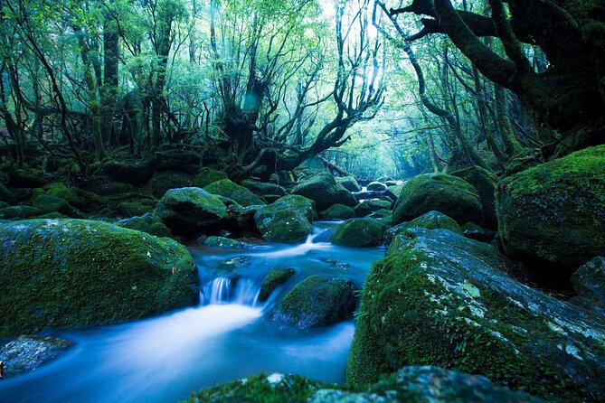 Yakushima Private Island Sights Tour With English Speaking Guide - Visit the Magnificent Jomon Sugi Cedar Tree