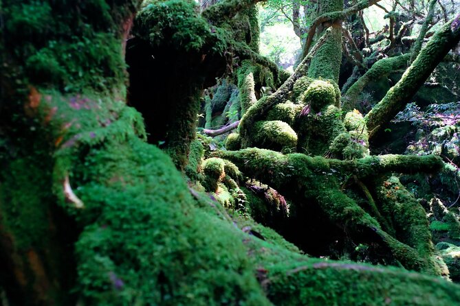 Yakushima Private Island Sights Tour With English Speaking Guide - Frequently Asked Questions