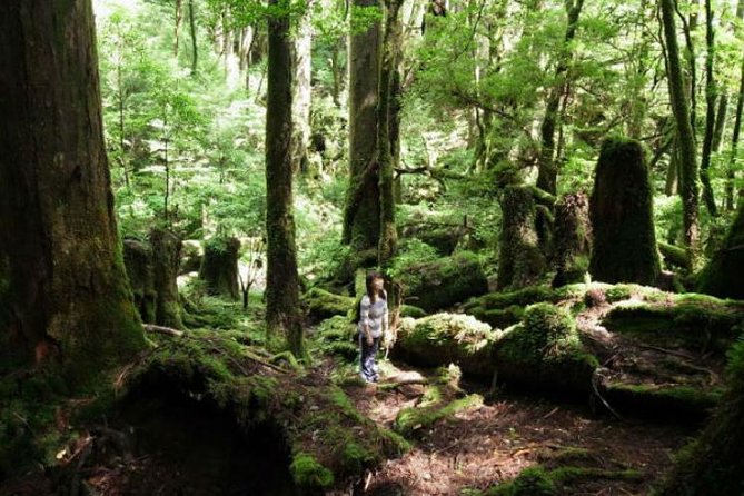 Yakusugi Cedar Forest Walking Tour on Yakushima Island - Discovering the Inspiration Behind "Princess Mononoke"