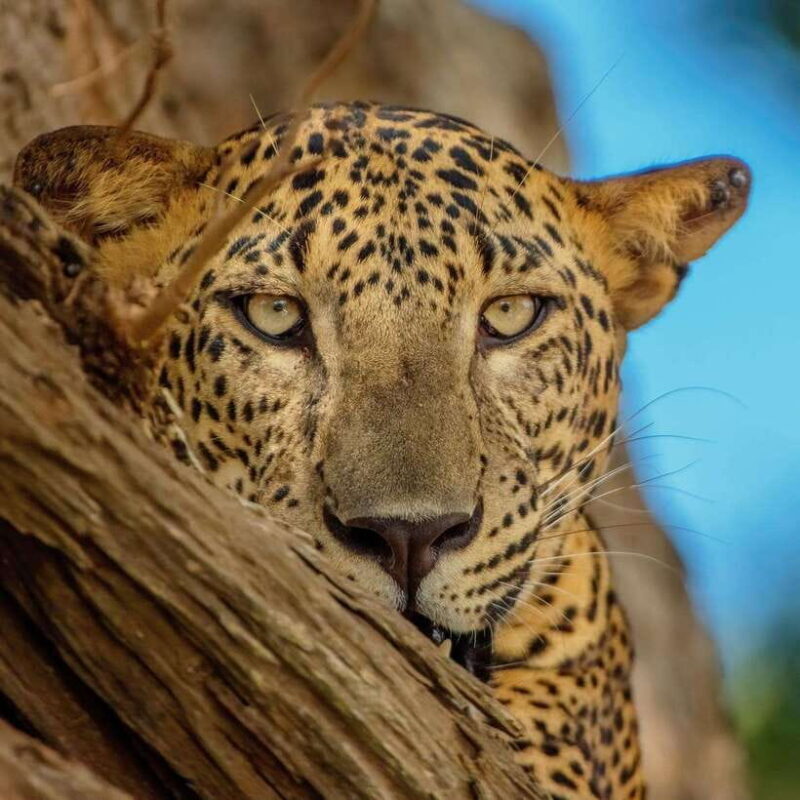 Yala National Park: 7 hour & 12 hour Leopard Safari Tours - Key Points