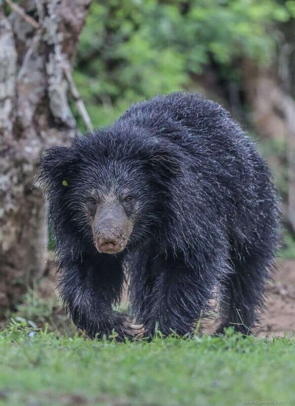 Yala National Park: 7 hour & 12 hour Leopard Safari Tours - A Closer Look at the Safari Experience