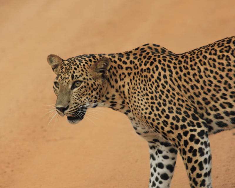 YALA National Park (7 - hours) Wildlife Safari Tour - Key Points