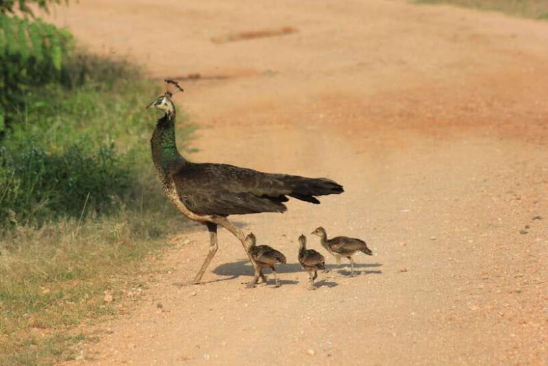 YALA National Park (7 - hours) Wildlife Safari Tour - What You Can Expect From Your Wildlife Encounters