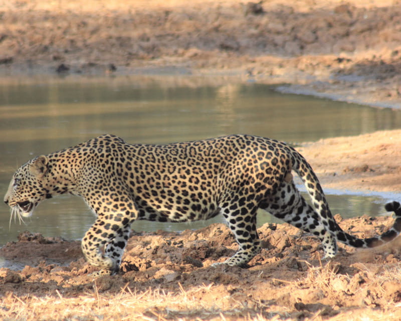 YALA National Park (7 - hours) Wildlife Safari Tour - Who Will Love This Tour?