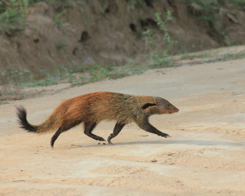 YALA National Park (7 - hours) Wildlife Safari Tour - FAQ