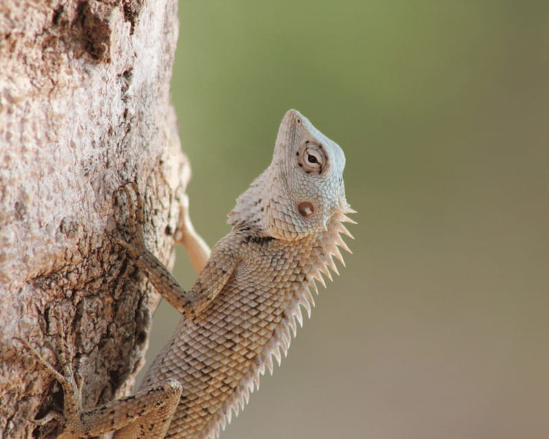 YALA National Park (7 - hours) Wildlife Safari Tour - Final Thoughts