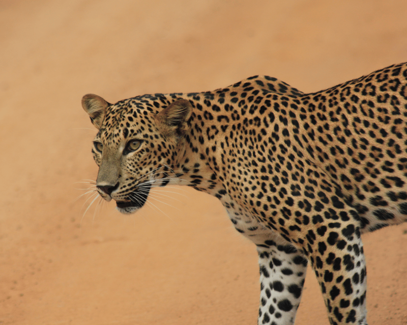 YALA National Park 7-Hours Wildlife Safari With Breakfast - Good To Know