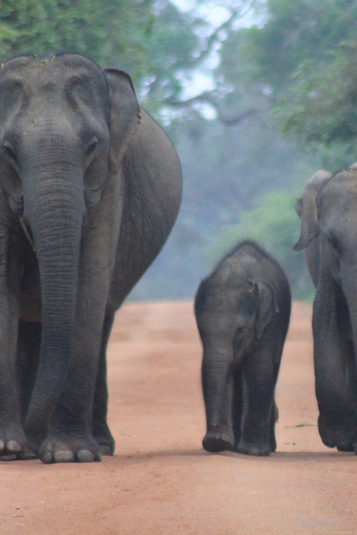 YALA National Park 7-Hours Wildlife Safari With Breakfast - Itinerary and Experience