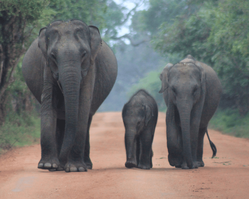 YALA National Park 7-Hours Wildlife Safari With Breakfast - Wildlife Viewing Highlights