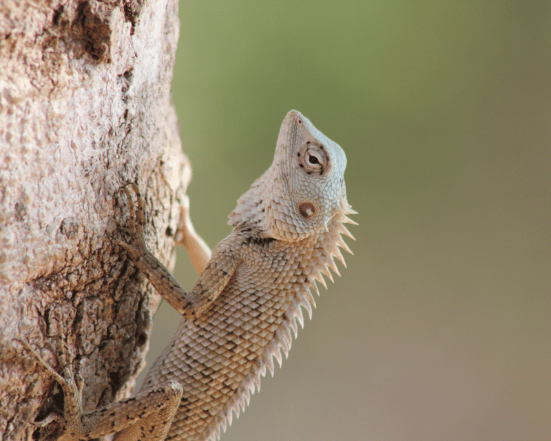 YALA National Park 7-Hours Wildlife Safari With Breakfast - Vehicle and Guide Information