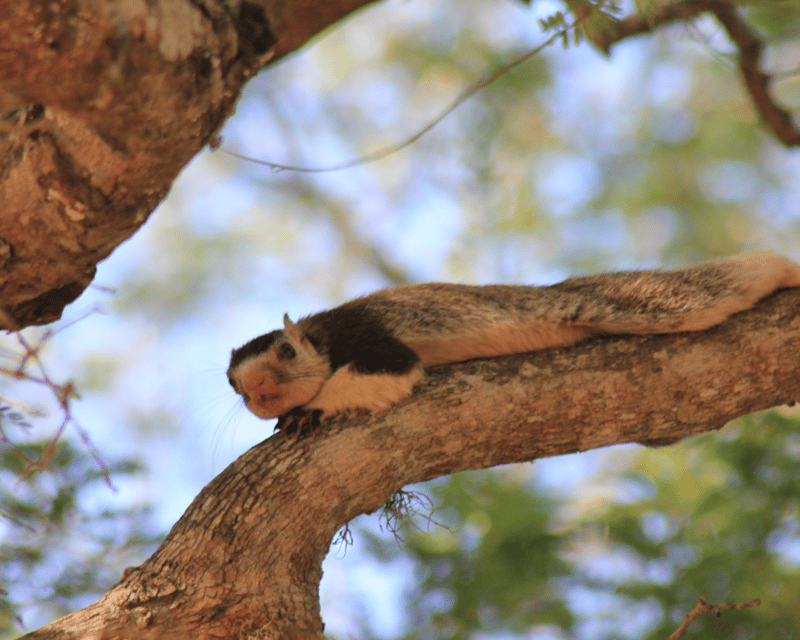 YALA National Park 7-Hours Wildlife Safari With Breakfast - Important Information and Restrictions