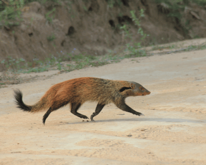 YALA National Park 7-Hours Wildlife Safari With Breakfast - Booking and Cancellation Policy