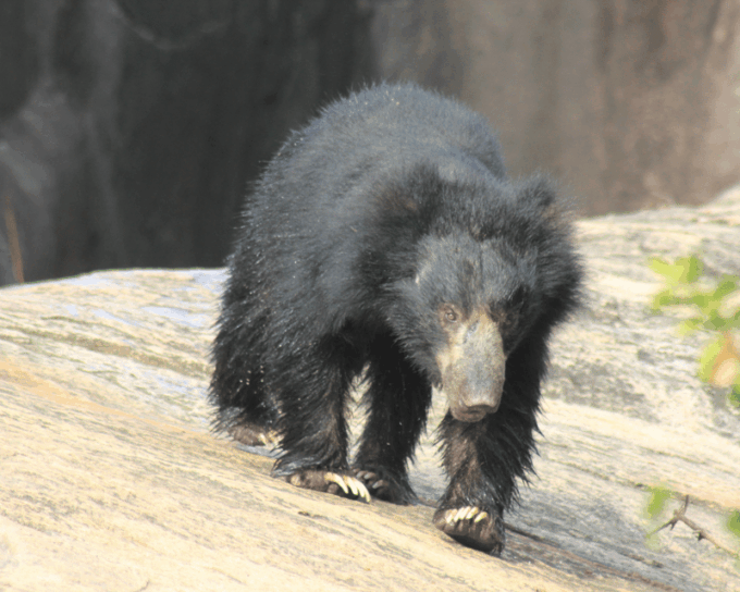 YALA National Park 7-Hours Wildlife Safari With Breakfast - Pickup and Drop-off Locations