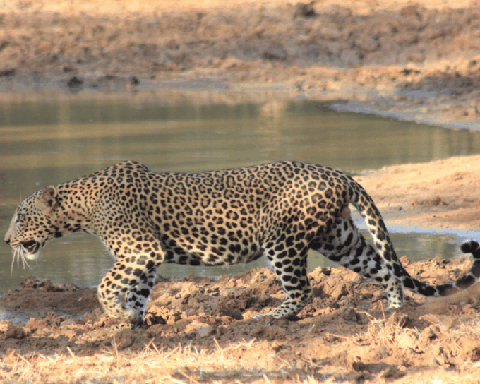 YALA National Park 7-Hours Wildlife Safari With Breakfast - Breakfast at Patanangala Beach