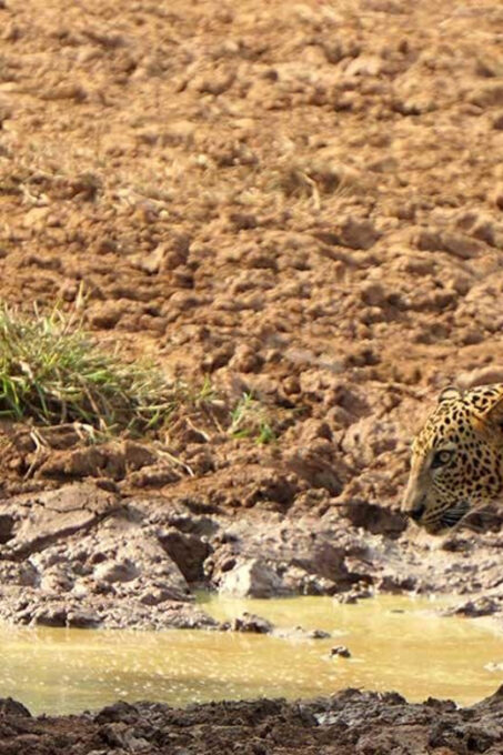 Yala National Park - ALL INCLUSIVE PRIVATE 4*4 Safari Tour - Frequently Asked Questions