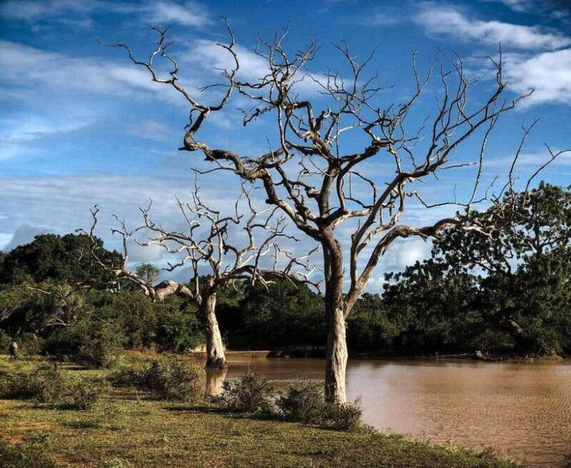 Yala National Park: All Inclusive Private Safari Day Trip - Discovering Yala: A Private All-Inclusive Safari Day Trip