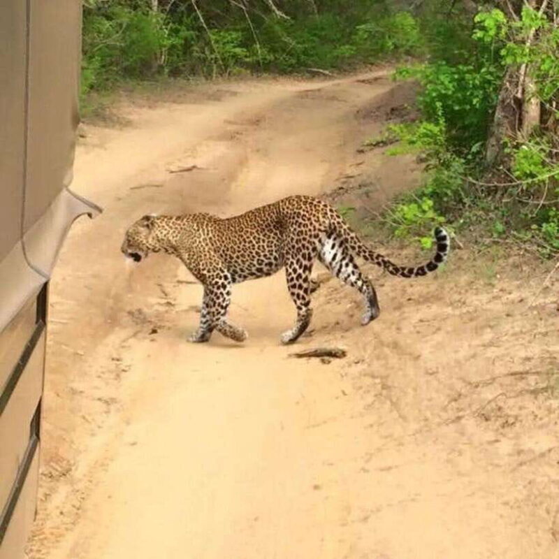 Yala National Park: All Inclusive Private Safari Day Trip - Key Points