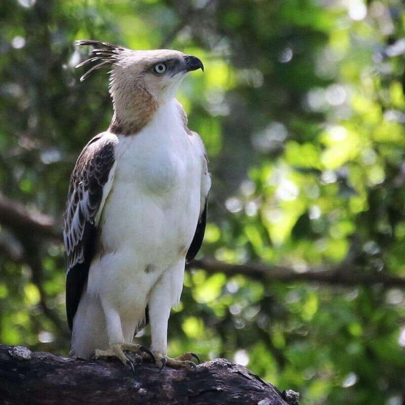 Yala National Park: All Inclusive Private Safari Day Trip - Real Travelers’ Perspectives