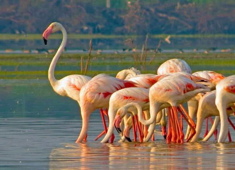 Yala National Park - All Inclusive Safari Day Tour - The Experience and Reviews