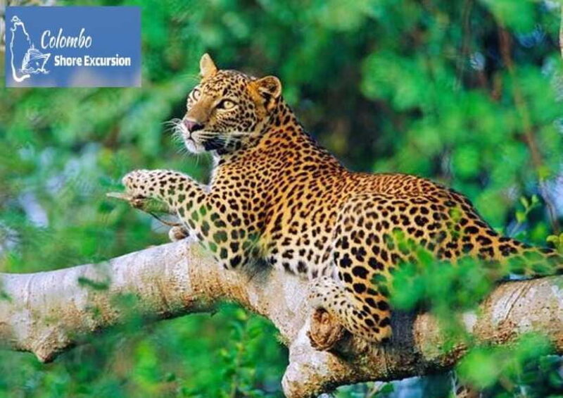 Yala National Park: Day Tour with Jeep Safari - How This Tour Compares