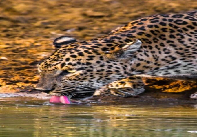 Yala National Park: Early Morning or Evening Private Safari - Frequently Asked Questions