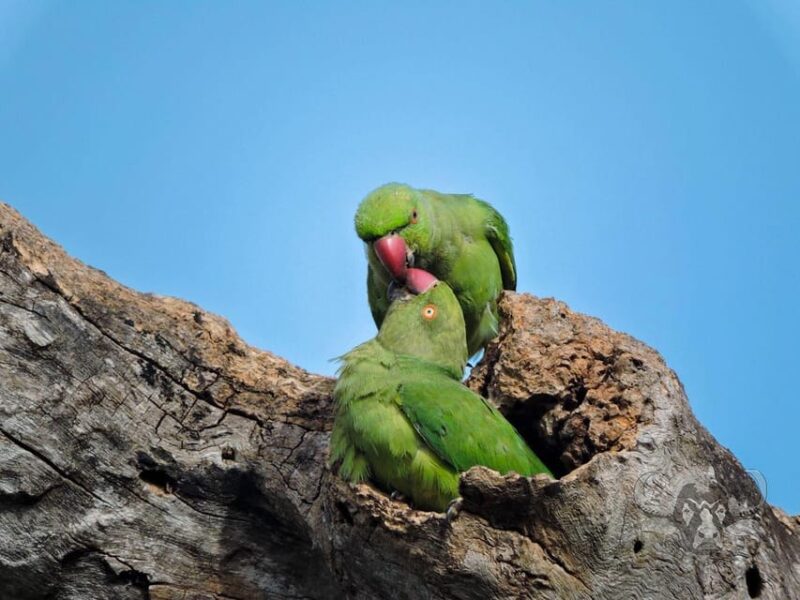 Yala National Park : Full Day Safari (04:30 Am - 18:00 Pm) - Booking and Cancellation Policy