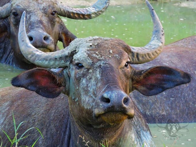 Yala National Park : Full Day Safari (04:30 Am - 18:00 Pm) - Preparation Tips