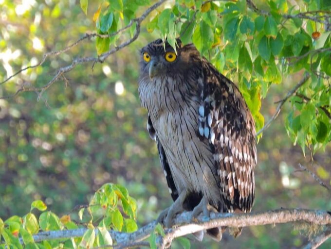 Yala National Park : Full Day Safari (04:30 Am - 18:00 Pm) - Frequently Asked Questions