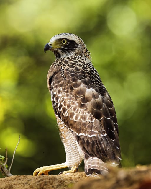 Yala National Park : Full Day Safari (4:30 - 18:00) - Good To Know