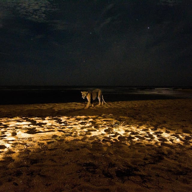 Yala National Park : Full Day Safari (4:30 - 18:00) - Itinerary Highlights
