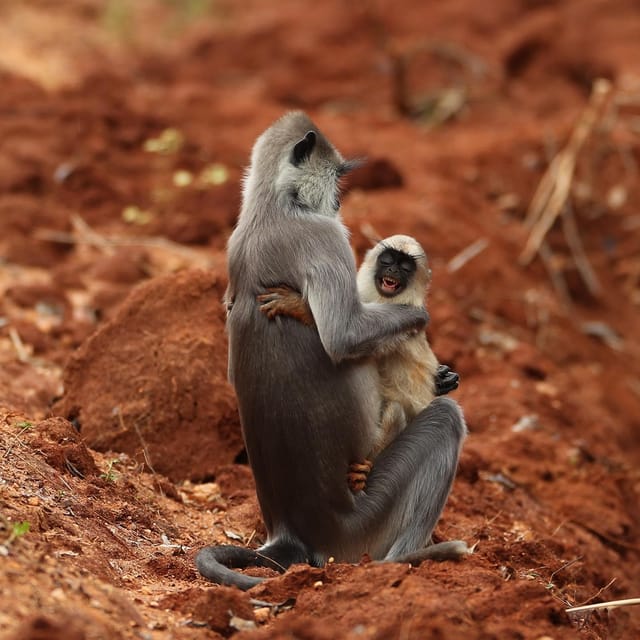 Yala National Park : Full Day Safari (4:30 - 18:00) - Cancellation and Refund Policy
