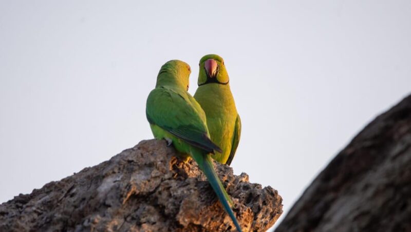 Yala National Park : Full Day Safari ( All-Inclusive ) - Good To Know