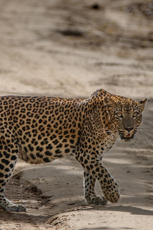 Yala National Park : Full Day Safari ( All-Inclusive ) - Safari Highlights and Wildlife Experience