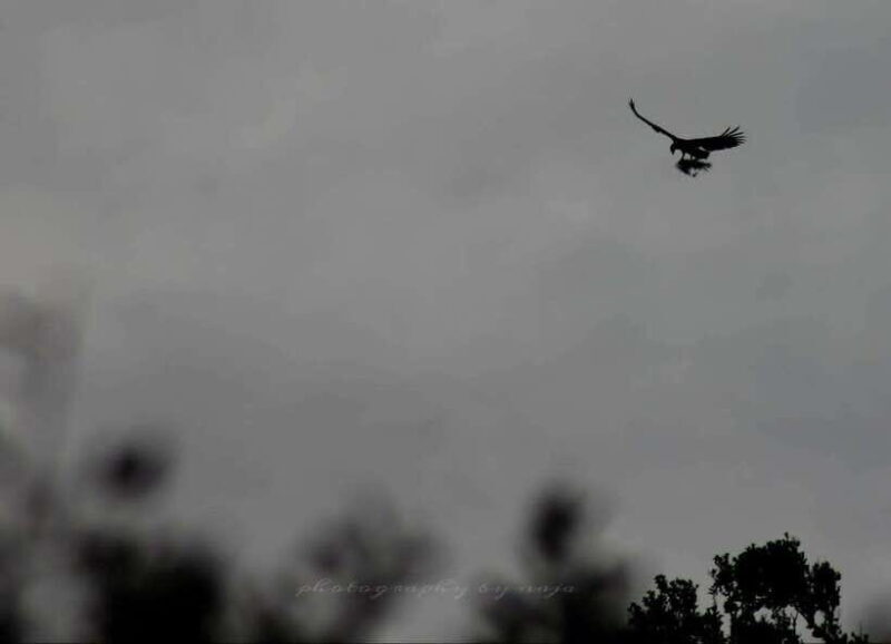 Yala National Park: Full day Safari Tour - Final Thoughts