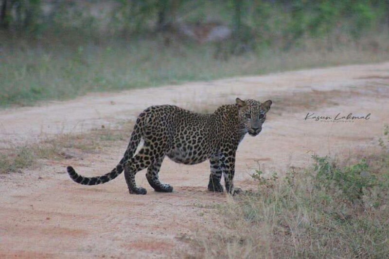 Yala National Park: Full day Safari Tour - FAQ