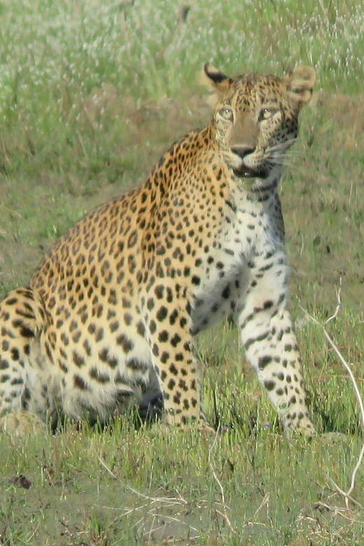Yala National Park Full Day Safari With Breakfast & Lunch - Pricing and Discounts