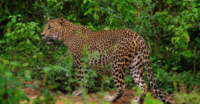 Yala National Park Full Day Safari With Breakfast & Lunch - Detailed Itinerary
