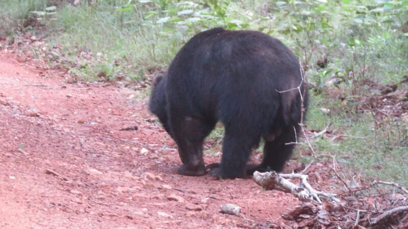 Yala National Park Full Day Safari With Breakfast & Lunch - Wildlife Spotting