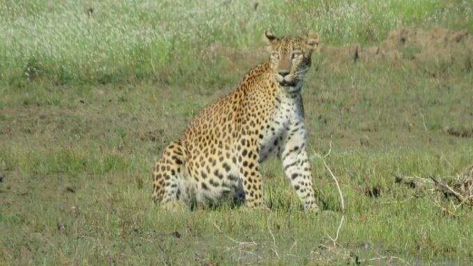 Yala National Park Full Day Safari With Breakfast & Lunch - Frequently Asked Questions
