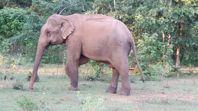 Yala National Park : Full Day Safari(04:30-18:00) - Good To Know