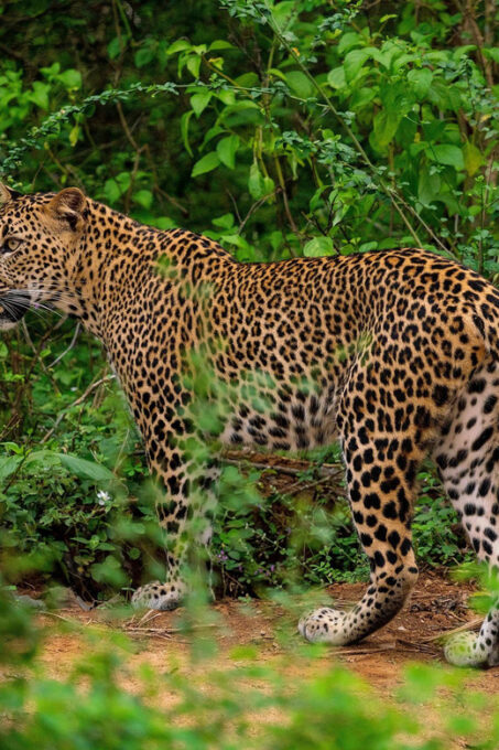 Yala National Park : Full Day Safari(04:30-18:00) - Knowledgeable Guides and Insights