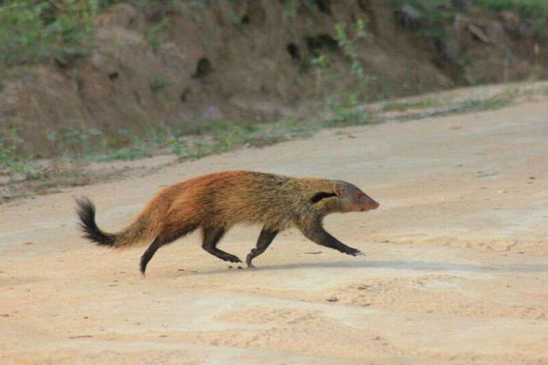 YALA National Park - Full Day Wildlife Safari with Lunch - Key Points