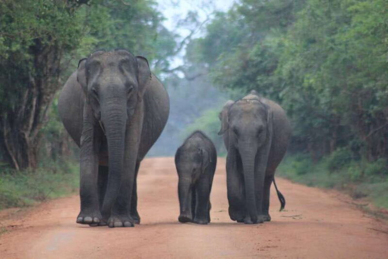 YALA National Park - Full Day Wildlife Safari with Lunch - Managing Costs and Value